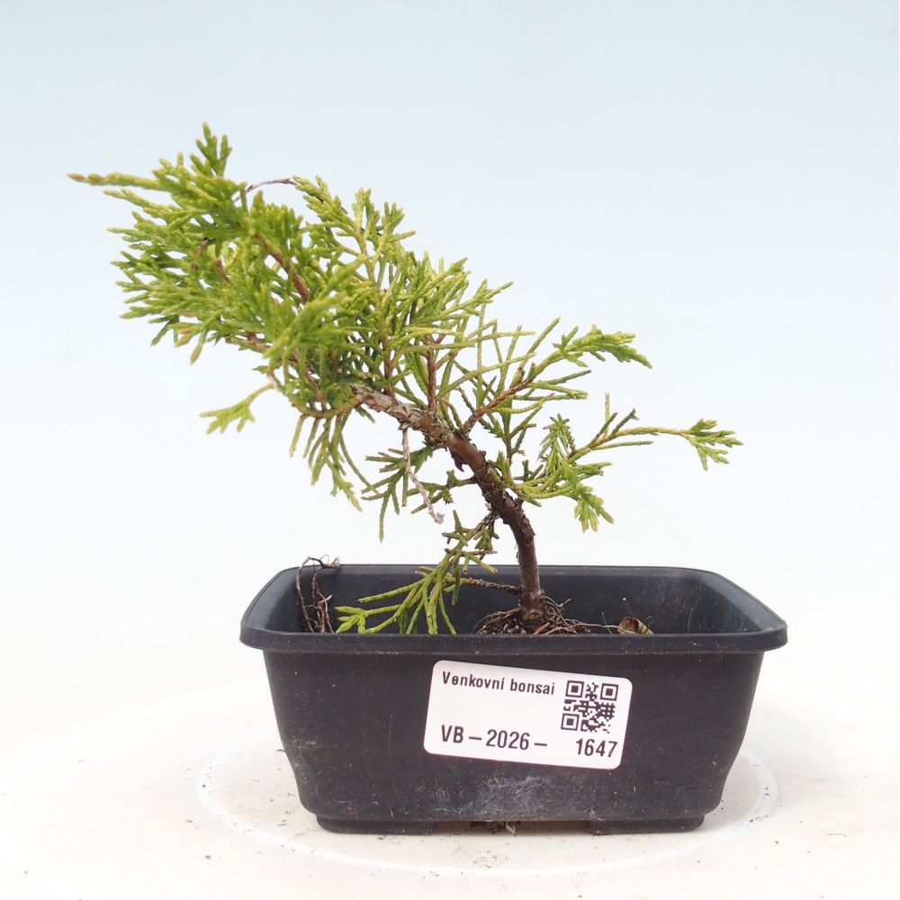 Bonsai da esterno - Juniperus chinensis Itoigawa