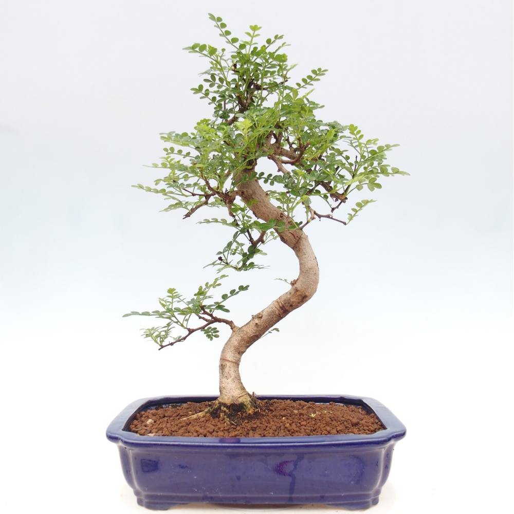 Camera bonsai - Zantoxylum piperitum - albero del pepe