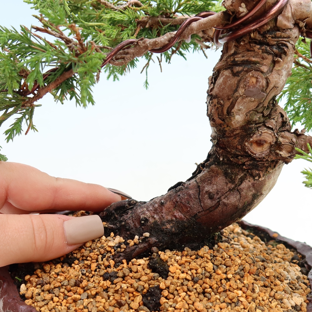 Bonsai da esterno - Juniperus chinensis Itoigawa-Juniperus chinensis