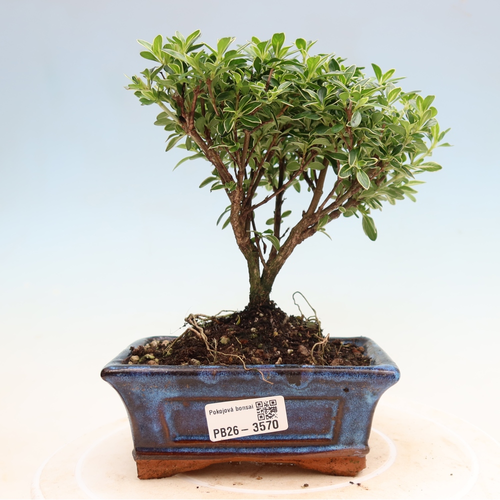 Camera bonsai - Serissa foetida Variegata - Albero delle mille stelle