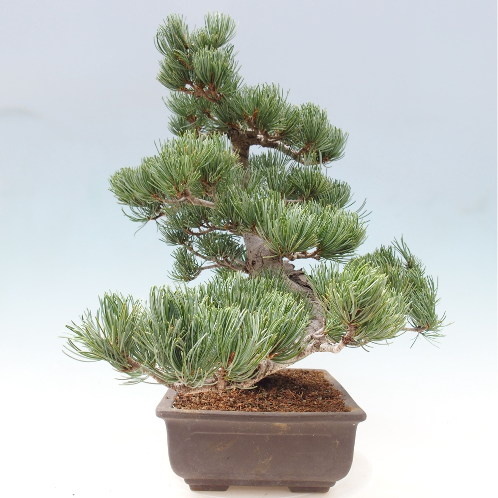 Bonsai da esterno - Pinus parviflora - Pinus parviflora