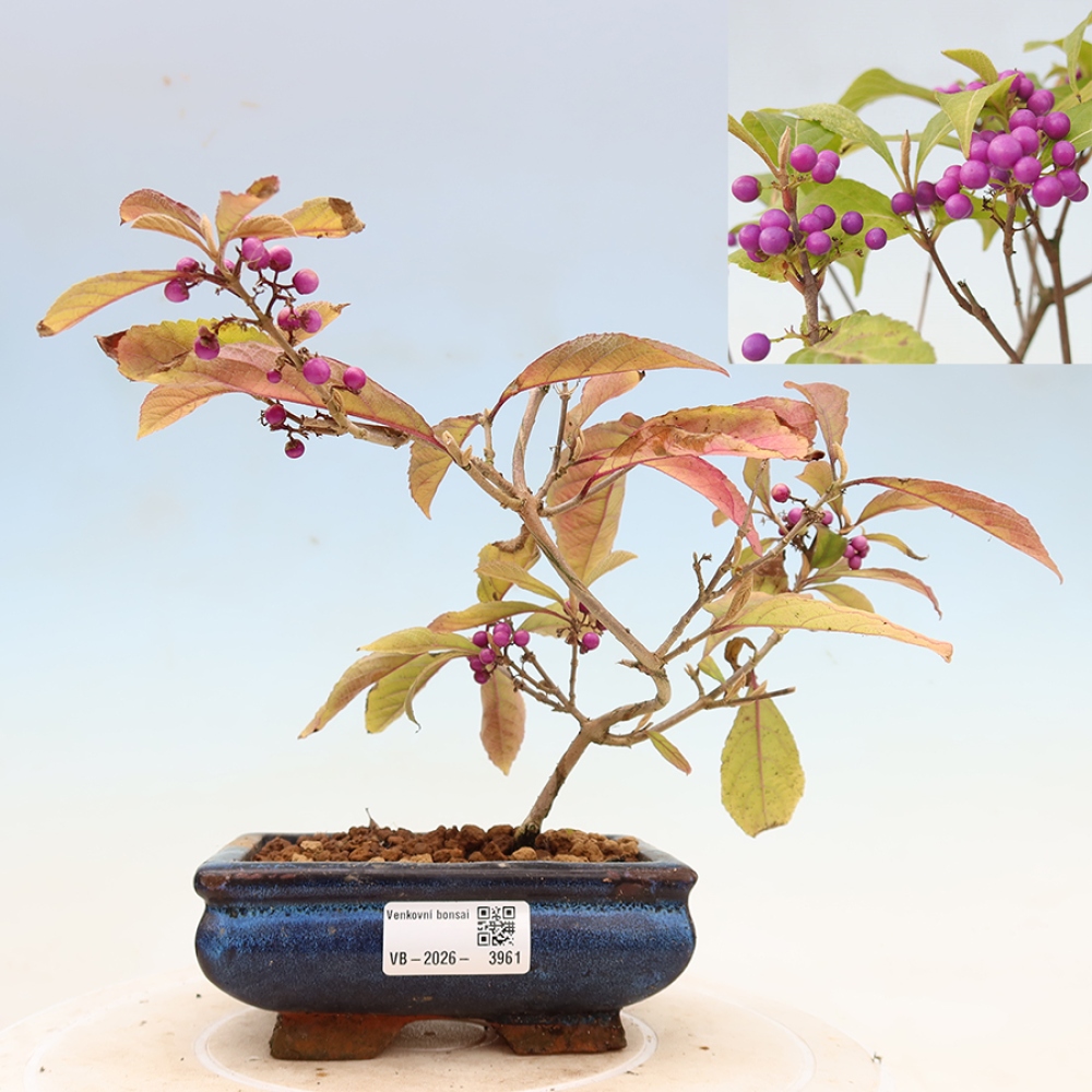 Bonsai da esterno - Callicarpa bodinierova profusione