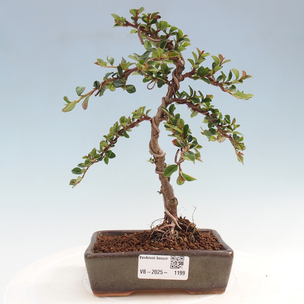 Bonsai da esterno-Cotoneaster horizontalis - Montagne Rocciose