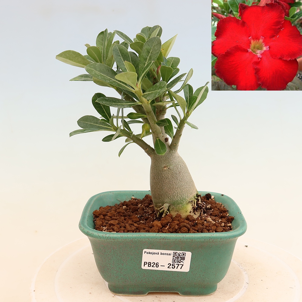Bonsai da interno - Adenium obesum Red Star - Rosa del deserto