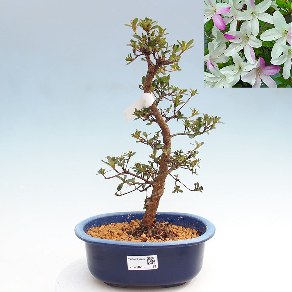 Bonsai da esterno - Azalea giapponese - Azalea Yukigesho