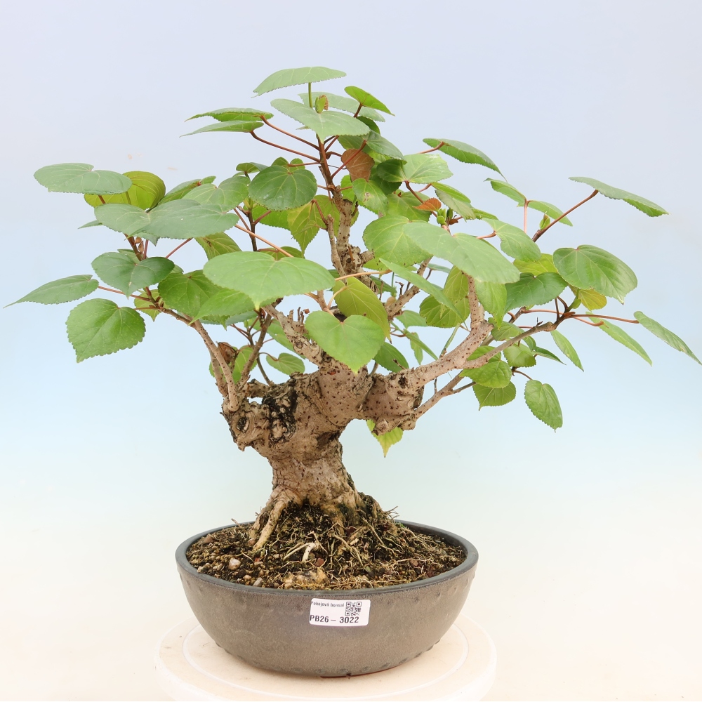 Bonsai da interno - Hibiscus tiliaceus - Ibisco marino