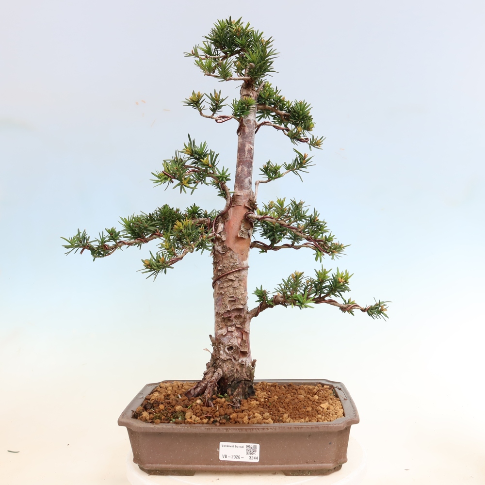 Bonsai da esterno - Taxus cuspidata - Tasso giapponese