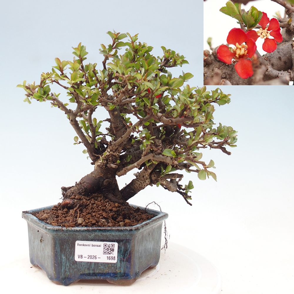 Bonsai da esterno - Chaneomeles speciosa - Cotogno