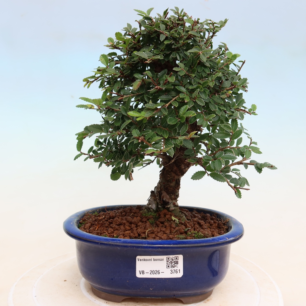 Bonsai da esterno - Zelkova - Zelkova NIRE