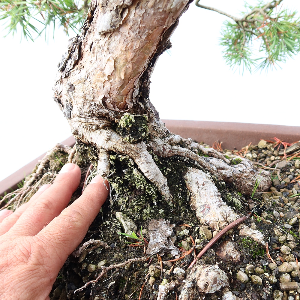 Pinus sylvestris Spagna - pino silvestre