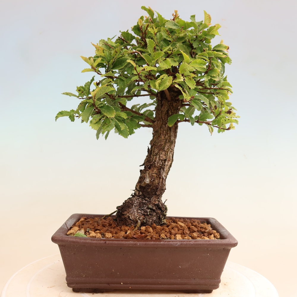Bonsai da esterno - Zelkova - Zelkova NIRE