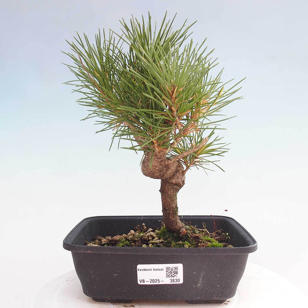 Bonsai da esterno - Pinus thunbergii - Pino di Thunberg