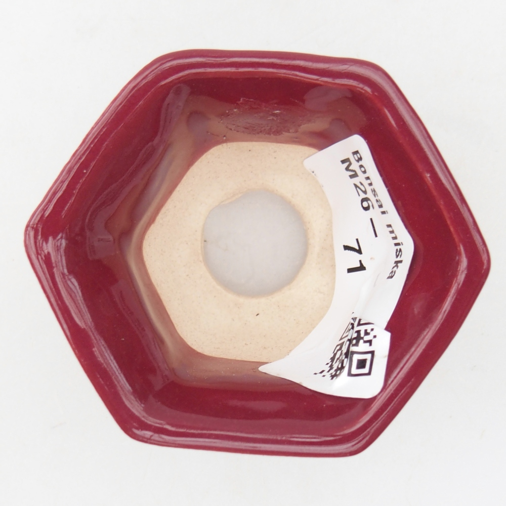 Mini bonsai 5,5 x 5 x 3 cm, bordeaux