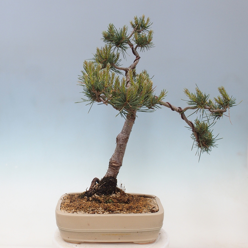 Bonsai da esterno - Pinus Sylvestris Watererri - Pino silvestre