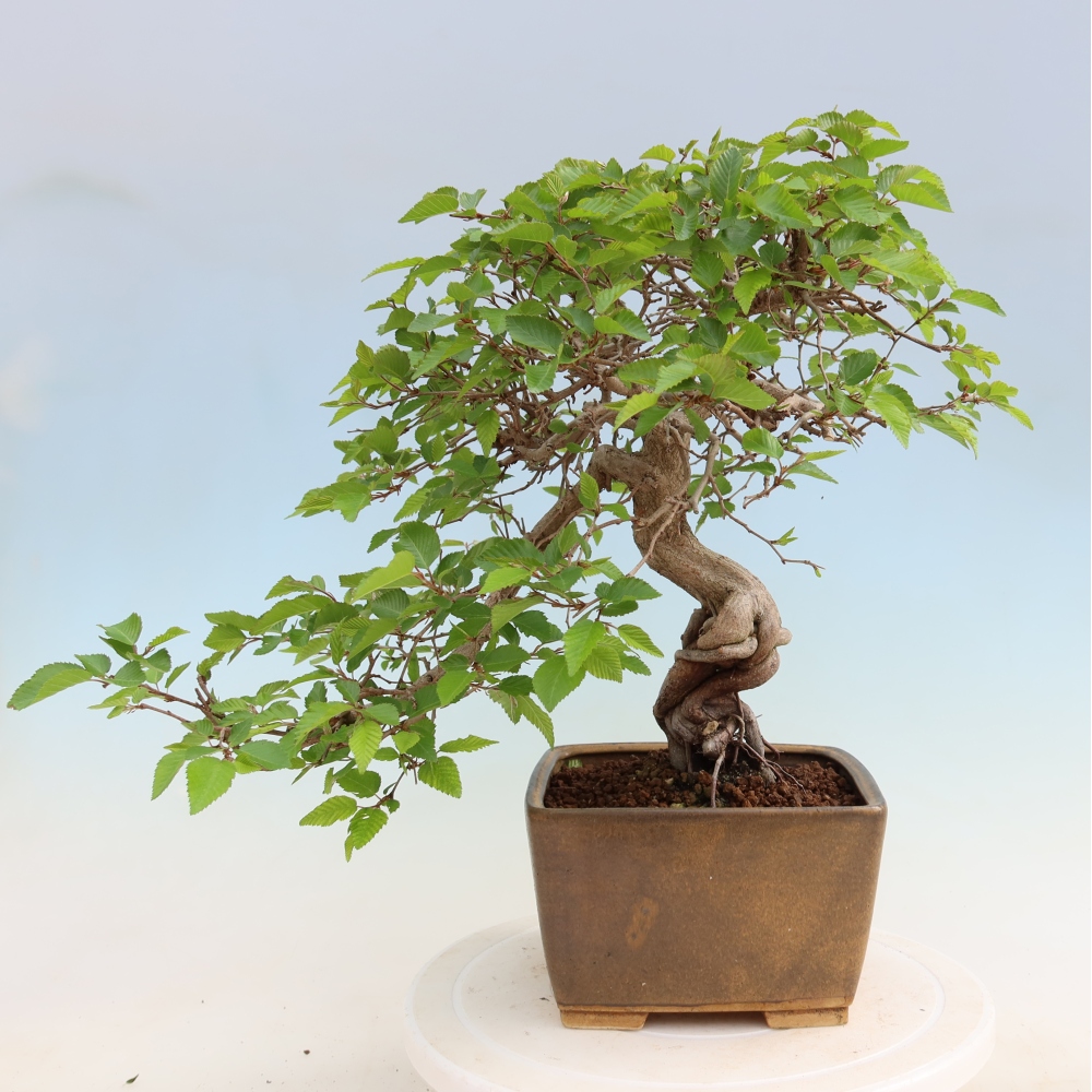 Bonsai da esterno -Carpinus Coreana - Carpino coreano