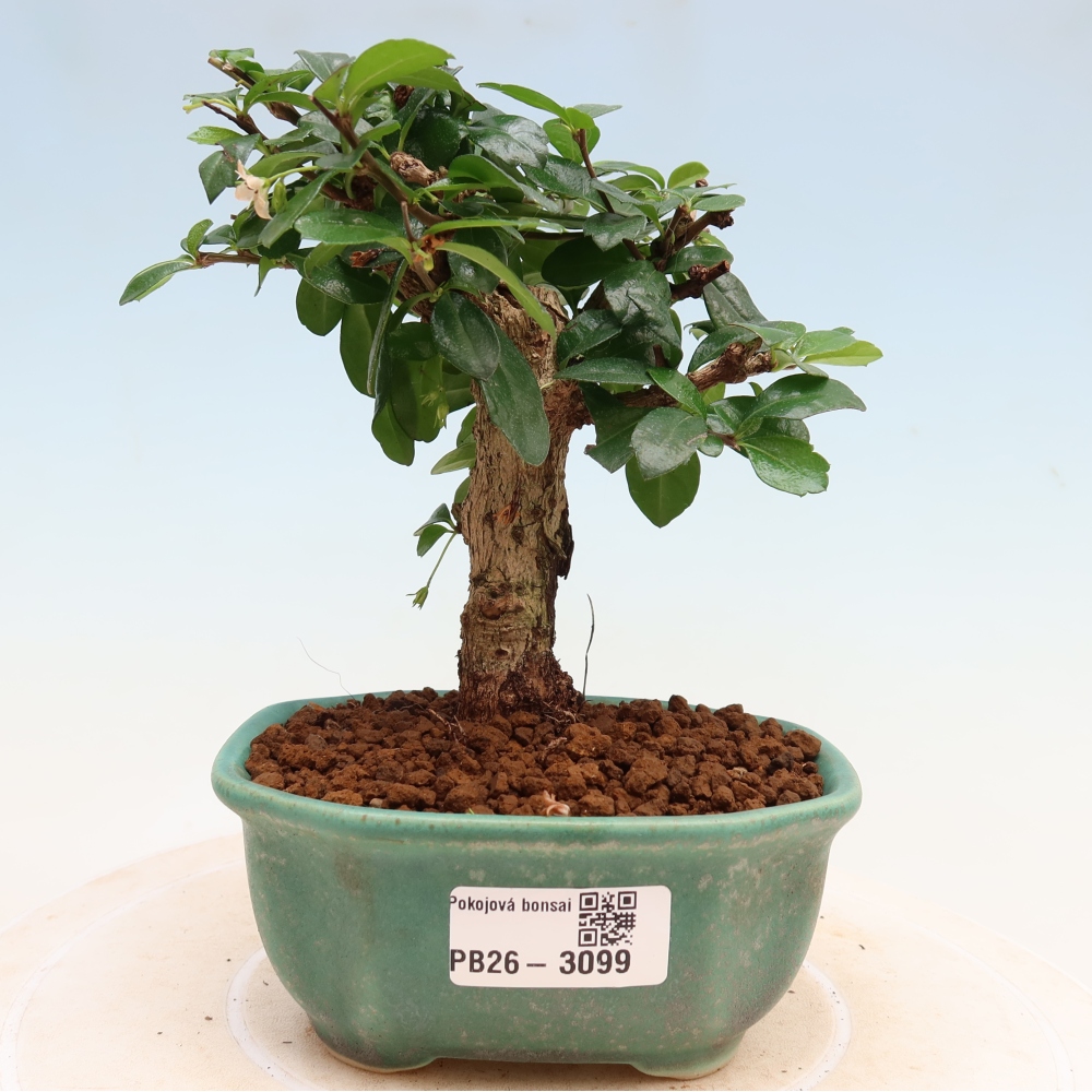 Camera bonsai - Carmona macrophylla - Tea fuki