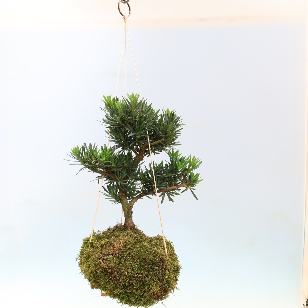 Kokedama in ceramica - Podocarpus - Tasso di pietra