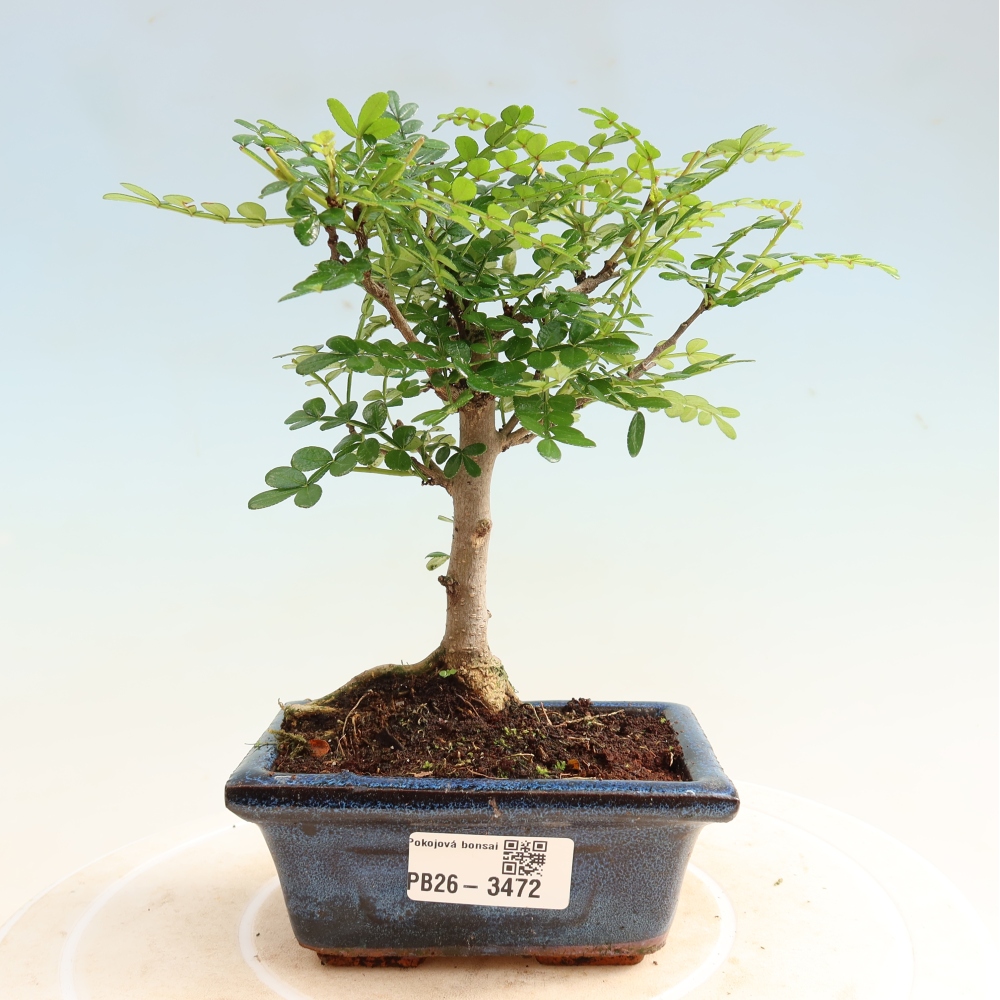 Camera bonsai - Zantoxylum piperitum - albero del pepe