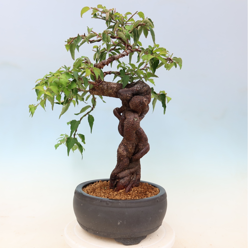 Bonsai da esterno - Albicocco giapponese - Prunus Mume