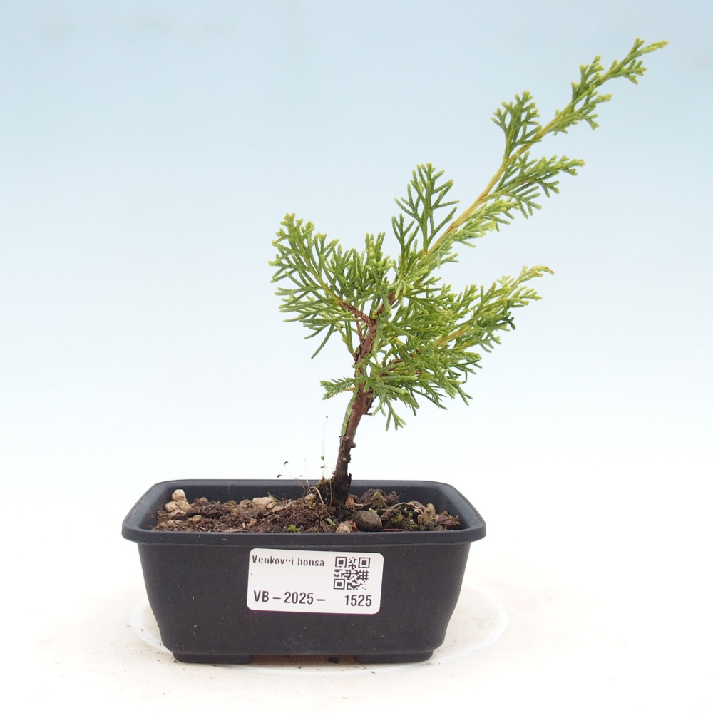 Bonsai da esterno - Juniperus chinensis Itoigawa