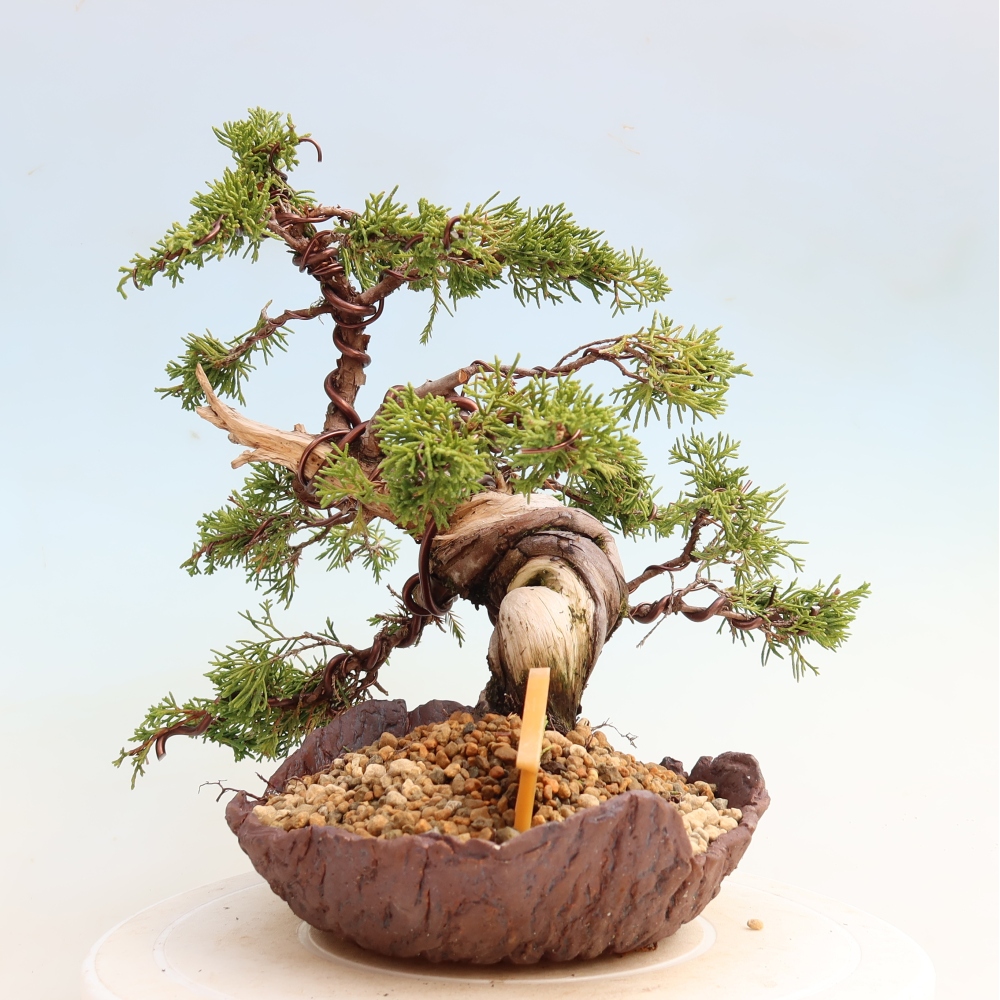 Bonsai da esterno - Juniperus chinensis Itoigawa-Juniperus chinensis
