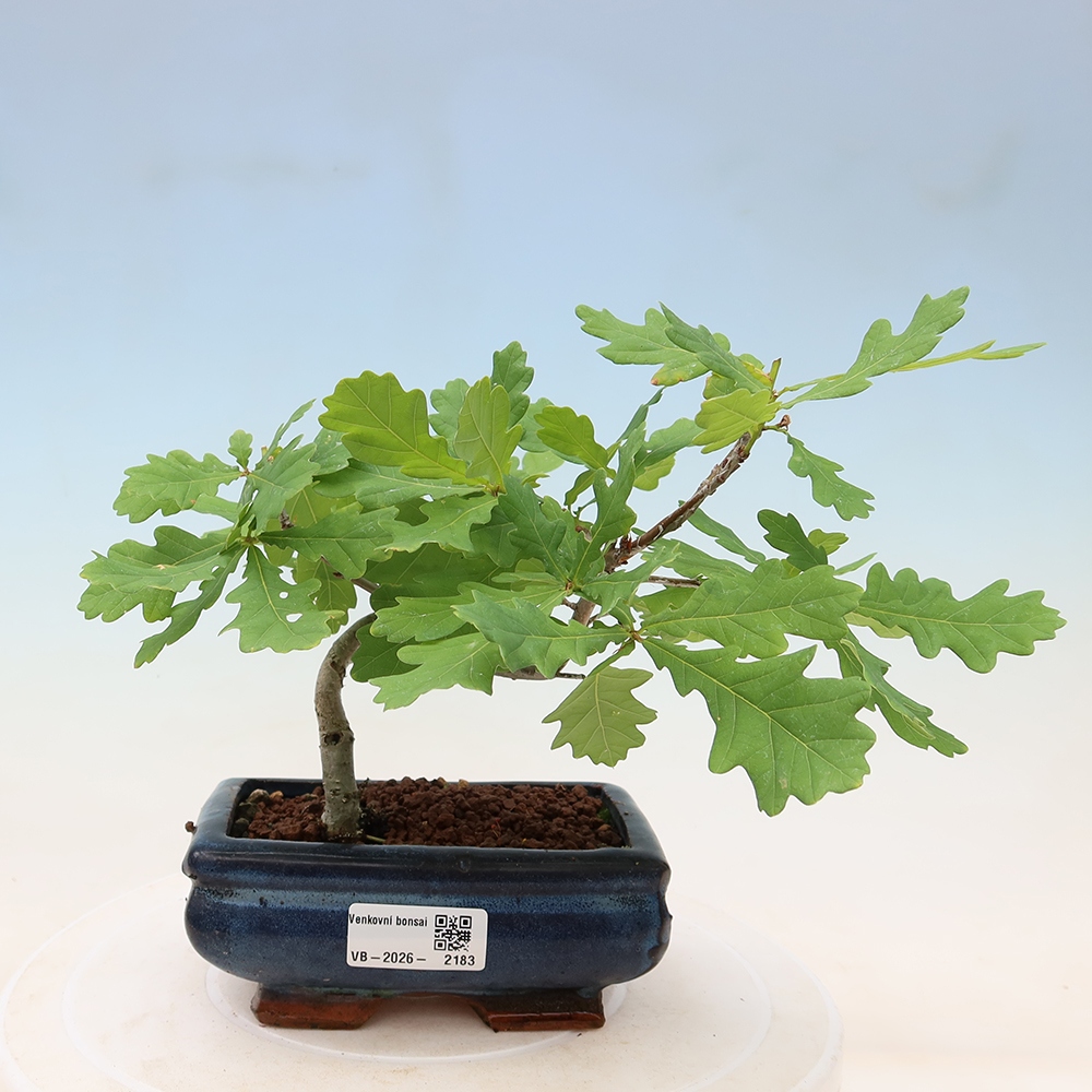 Bonsai da esterno - Quercus robur - Faggio comune