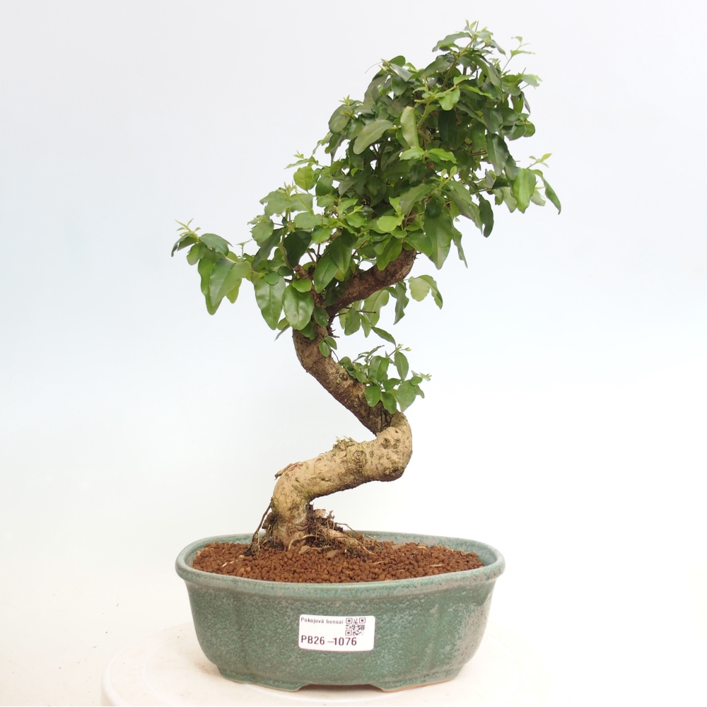 Camera bonsai -Ligustrum chinensis - Becco d'uccello