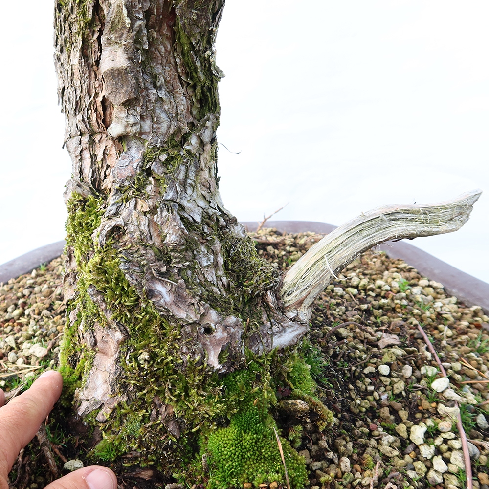Pinus sylvestris Spagna - pino silvestre