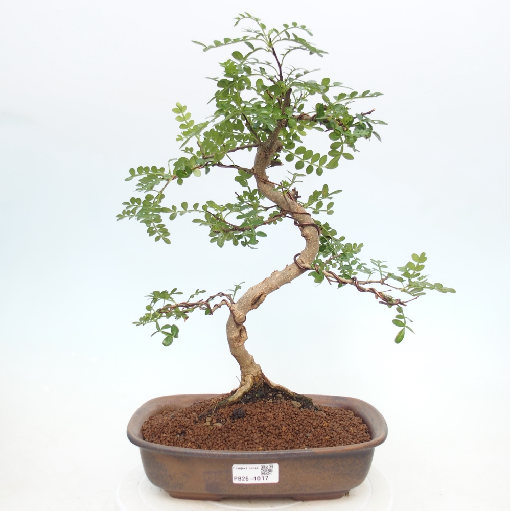 Camera bonsai - Zantoxylum piperitum - albero del pepe