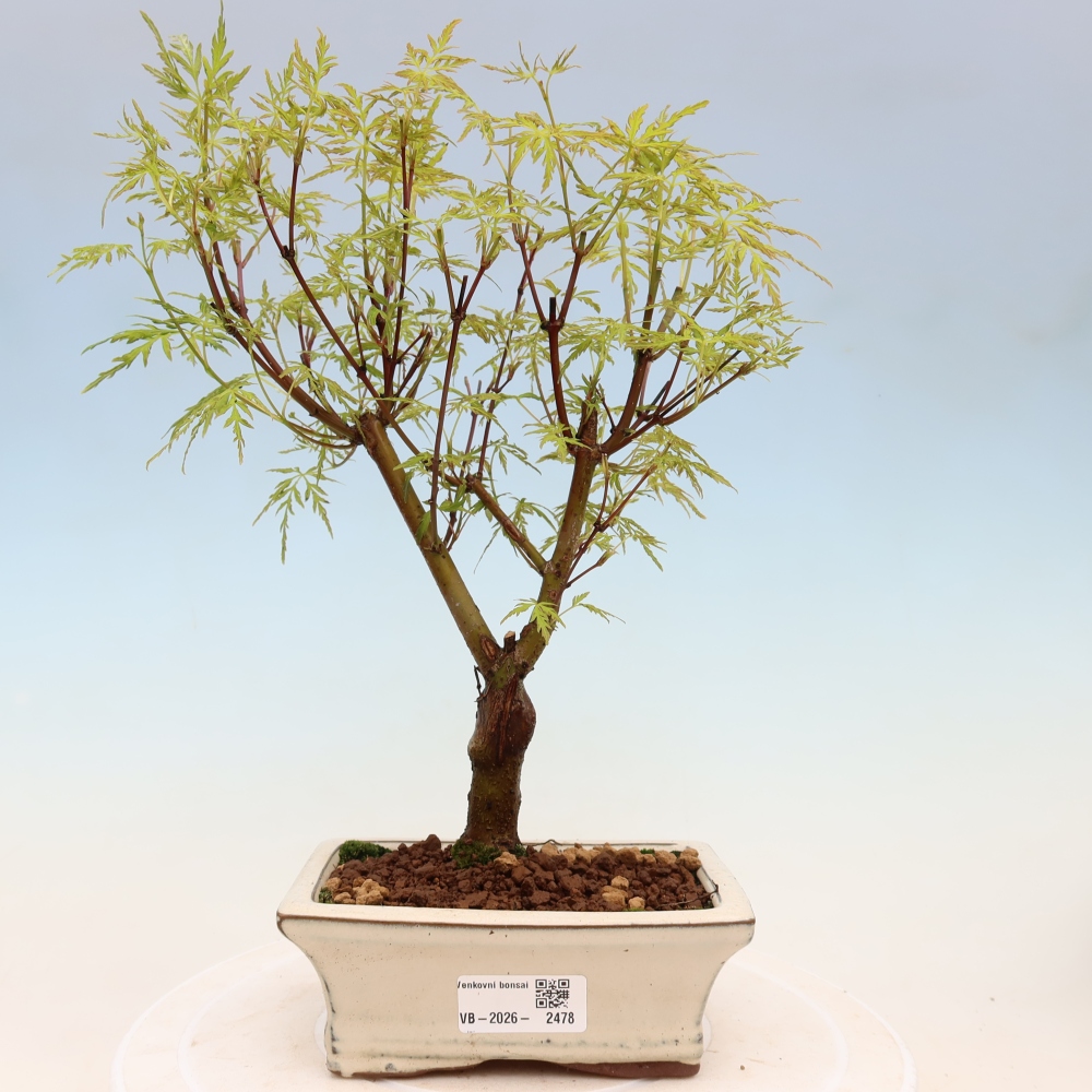Bonsai da esterno - Acer palmatum Dissectum