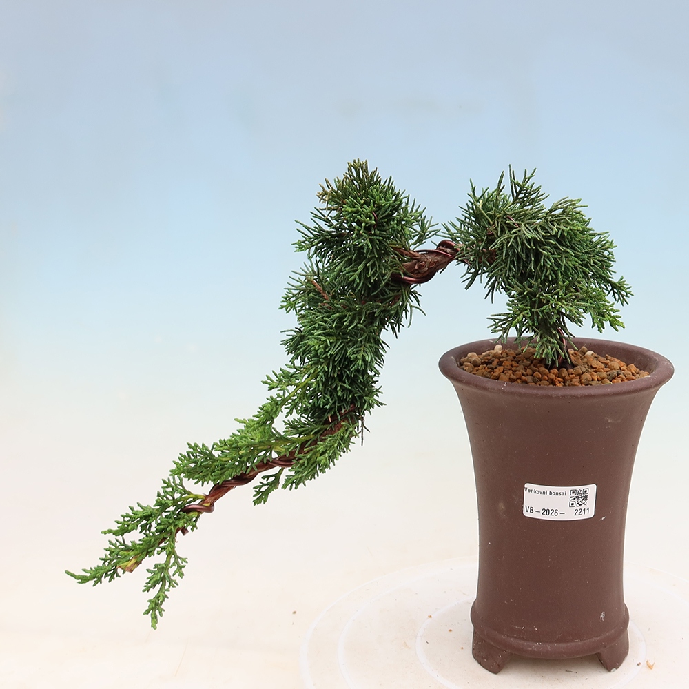 Bonsai da esterno - Juniperus chinensis Kishu