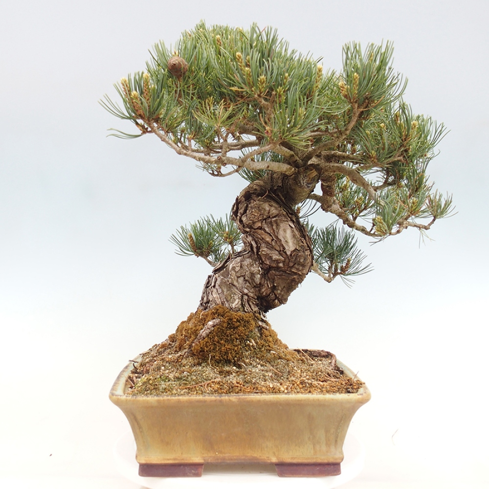 Bonsai da esterno - Pinus parviflora - Pinus parviflora