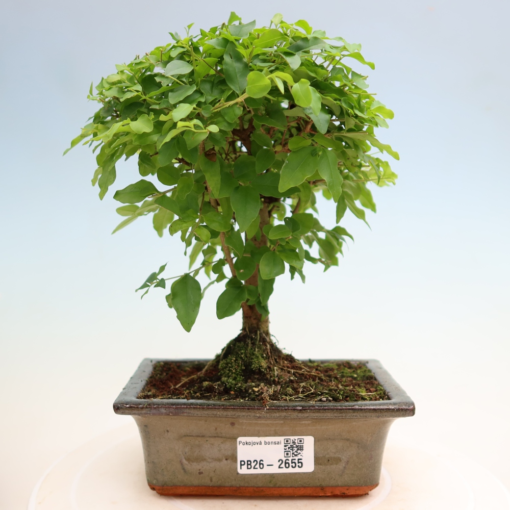 Camera bonsai -Ligustrum chinensis - Becco d'uccello