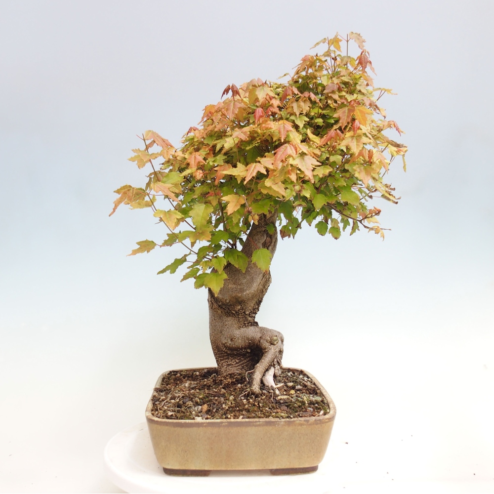 Bonsai da esterno - Acer Buergerianum - Acero di Burger