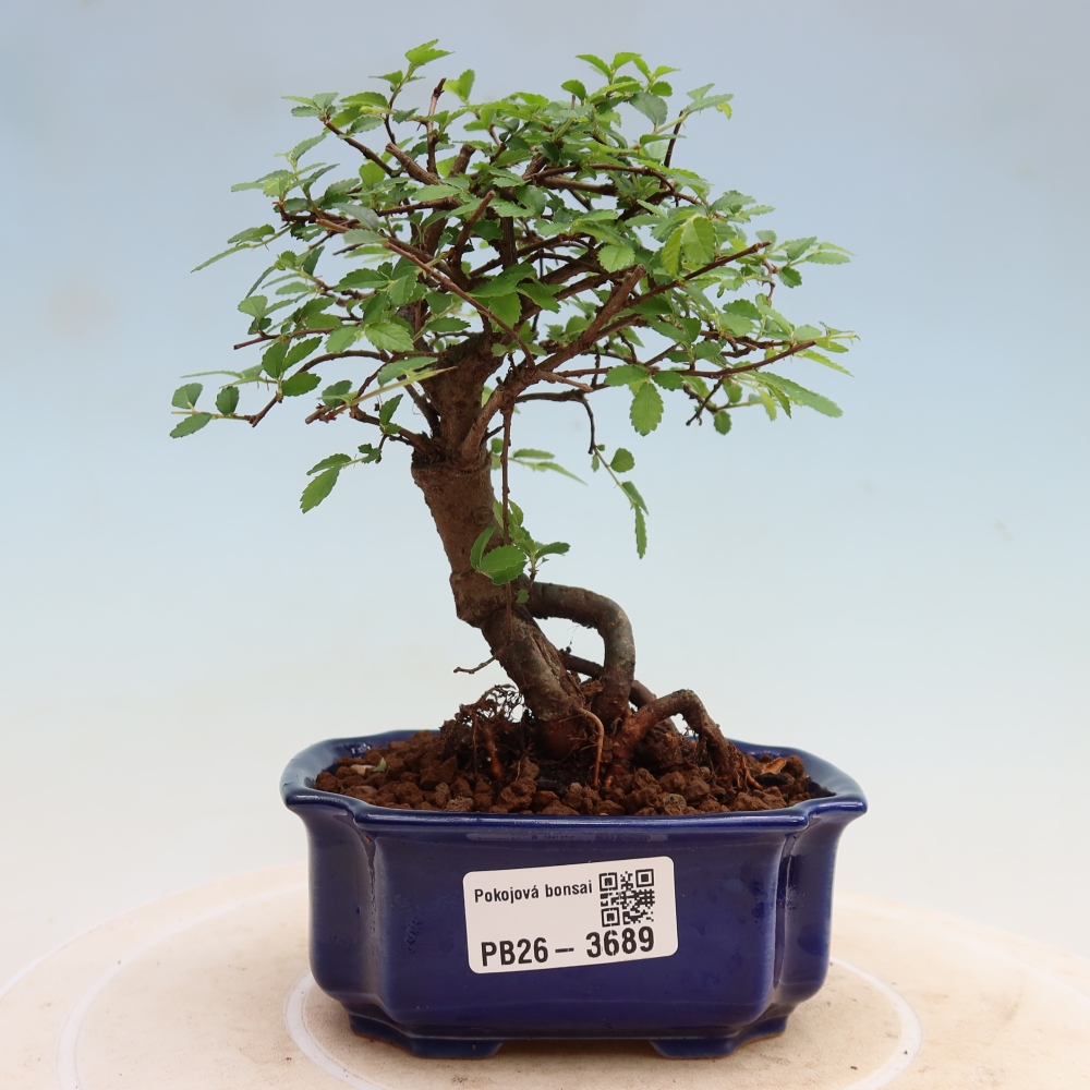 Camera bonsai - Ulmus parvifolia - Olmo a foglie piccole