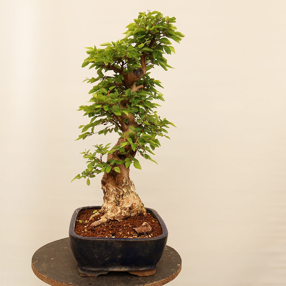 Bonsai da esterno -Carpinus Coreana - Carpino coreano