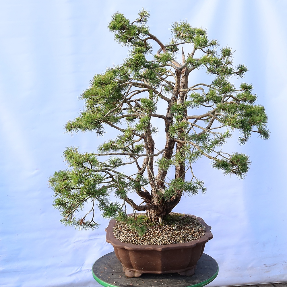 Pinus sylvestris Spagna - pino silvestre