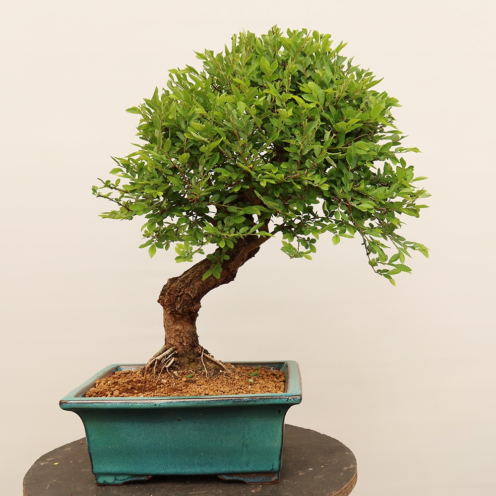 Bonsai da esterno - Zelkova - Zelkova NIRE