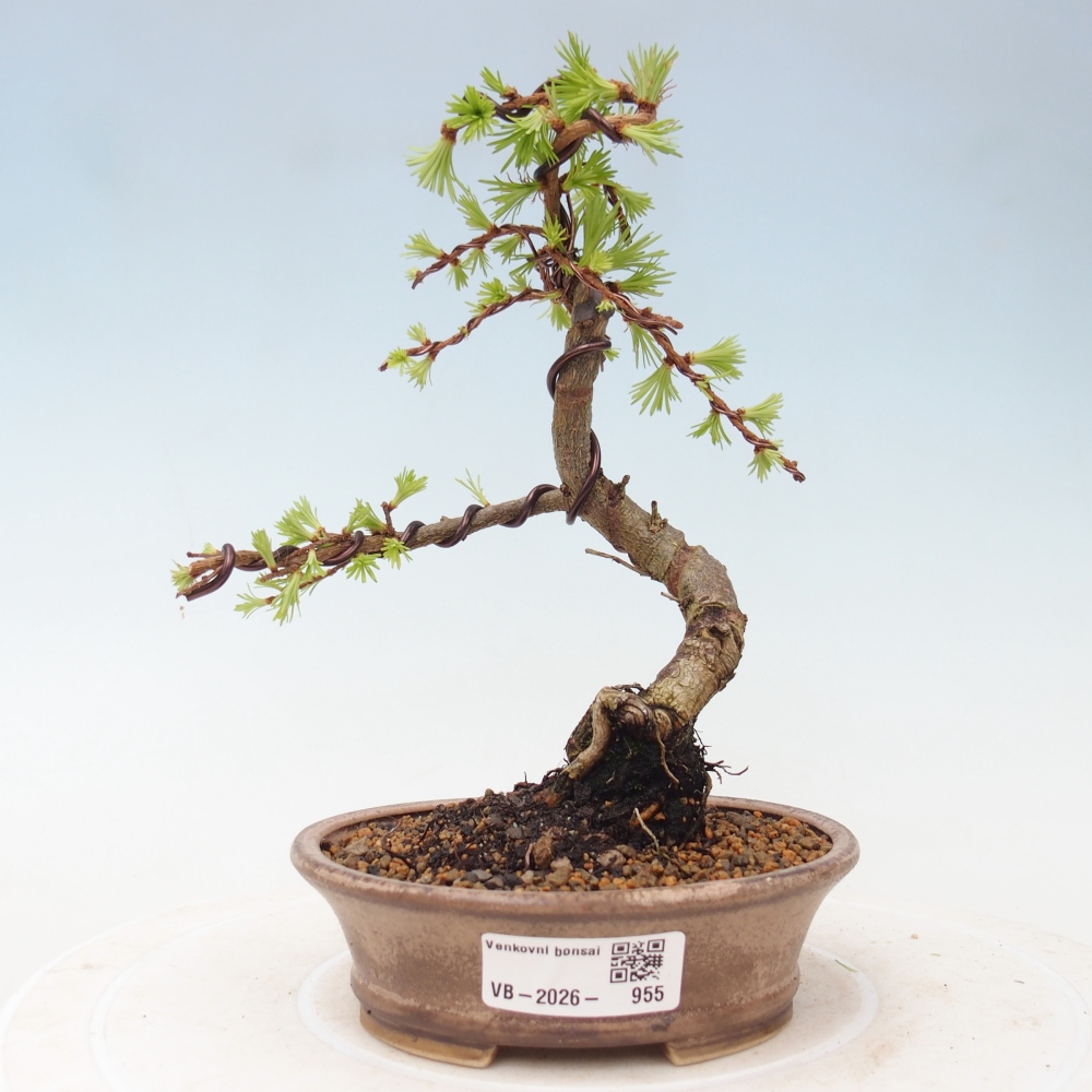 Bonsai da esterno - Larix Kaempferi - Larice giapponese