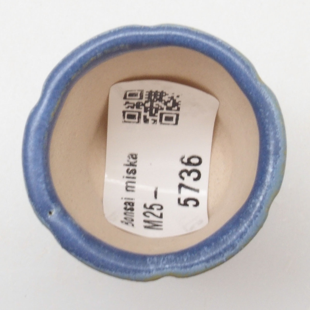 Mini bonsai 3,5 x 3,5 x 4 cm, colore blu