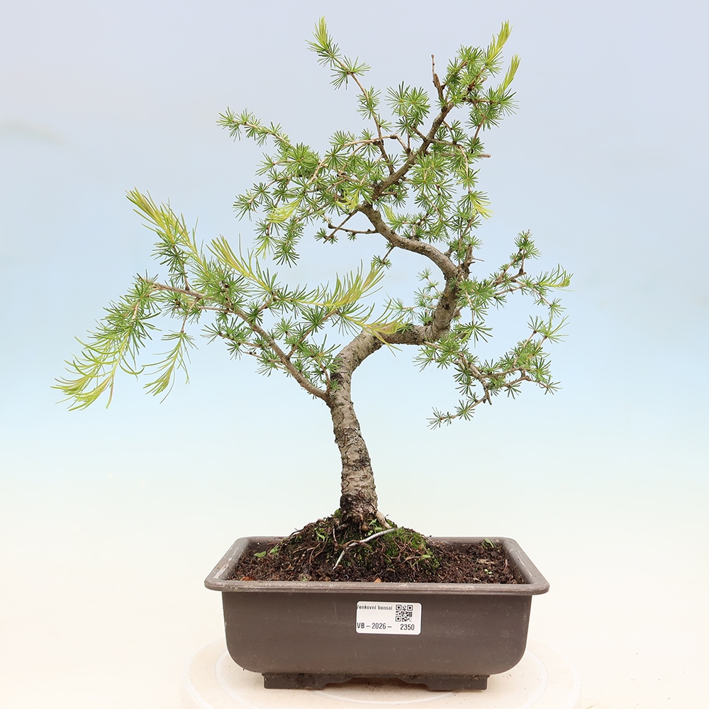 Bonsai da esterno -Larix decidua - Larice