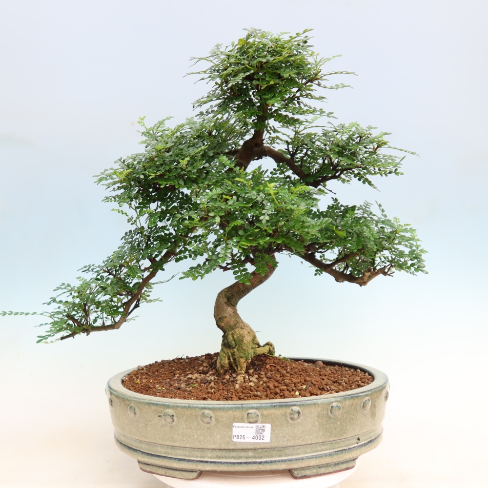 Camera bonsai - Zantoxylum piperitum - albero del pepe