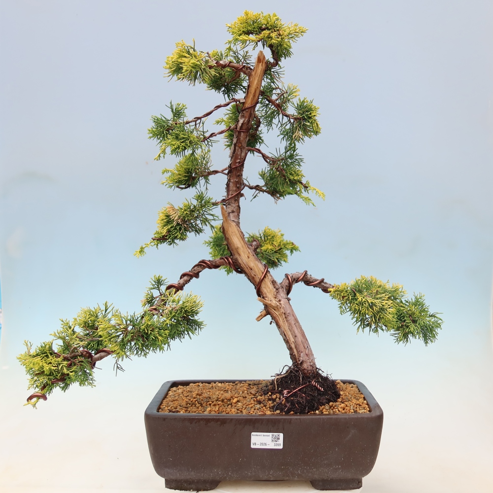 Bonsai da esterno - Juniperus chinensis  aurea - Ginepro cinese dorato
