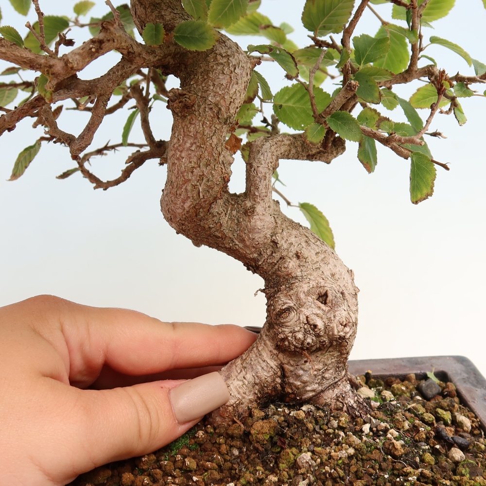 Bonsai da esterno -Carpinus CARPINOIDES - Carpino coreano