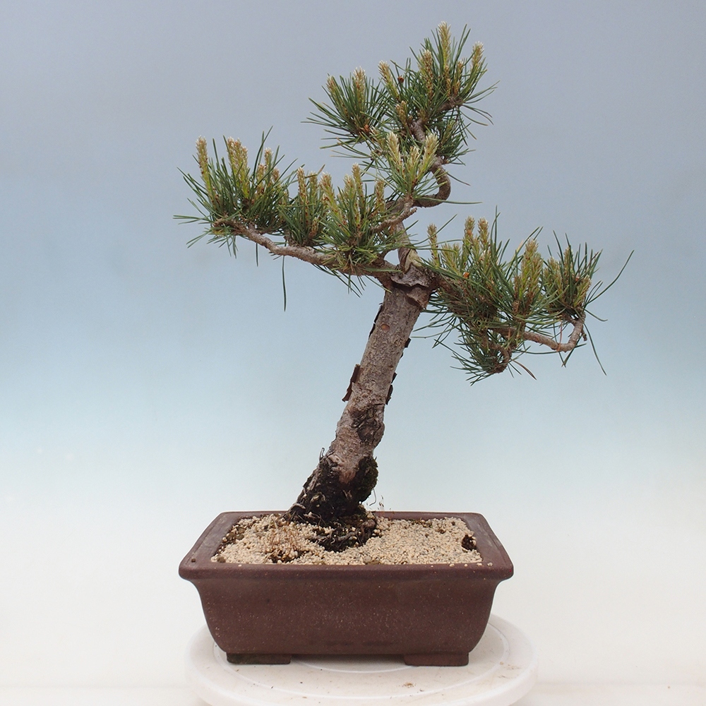 Bonsai da esterno - Pinus Sylvestris Watererri - Pino silvestre