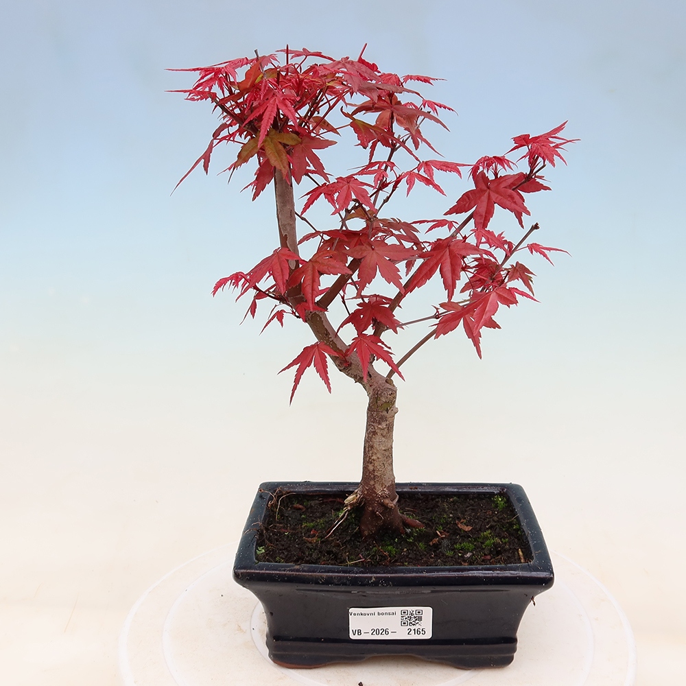 Bonsai da esterno - Acer palmatum DESHOJO