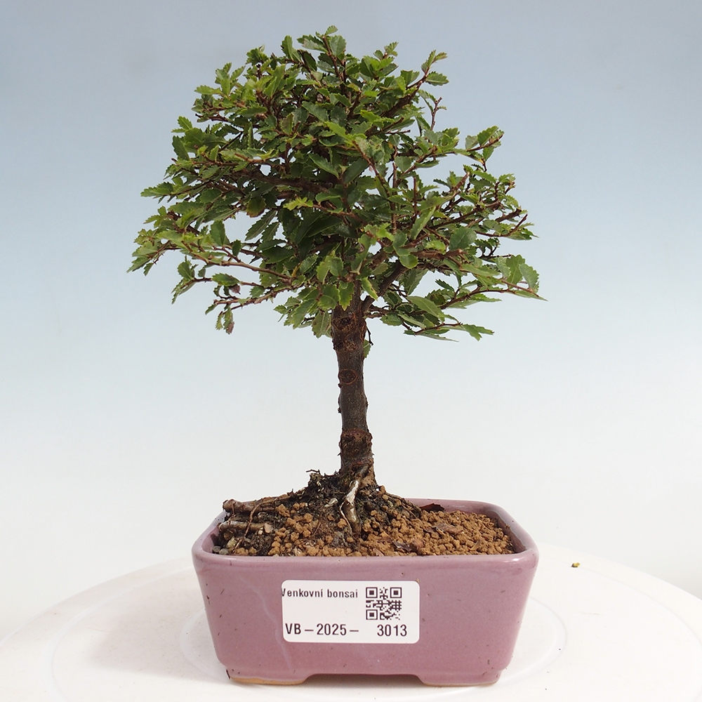 Bonsai da esterno - Ulmus parvifolia Sagei - Olmo a foglie piccole