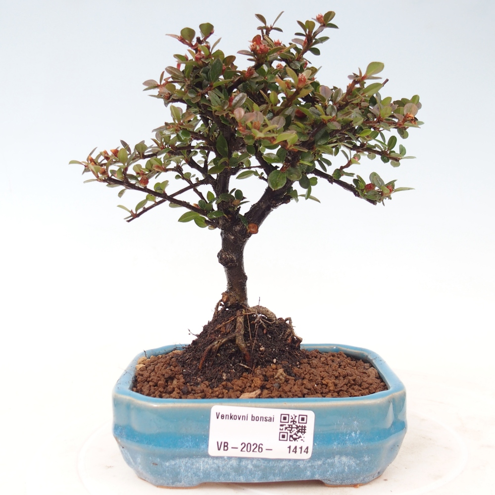 Bonsai da esterno - Cotoneaster horizontalis - Montagna rocciosa
