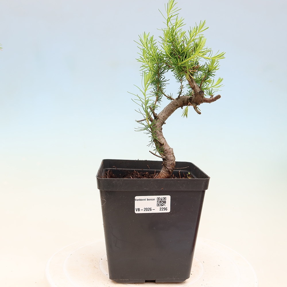 Bonsai da esterno -Larix decidua - Larice