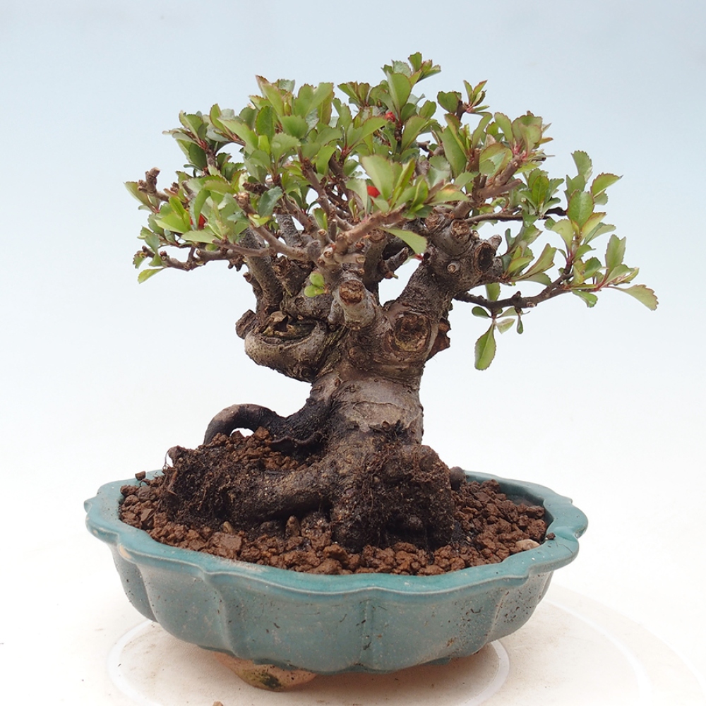 Bonsai da esterno - Chaneomeles speciosa - Cotogno